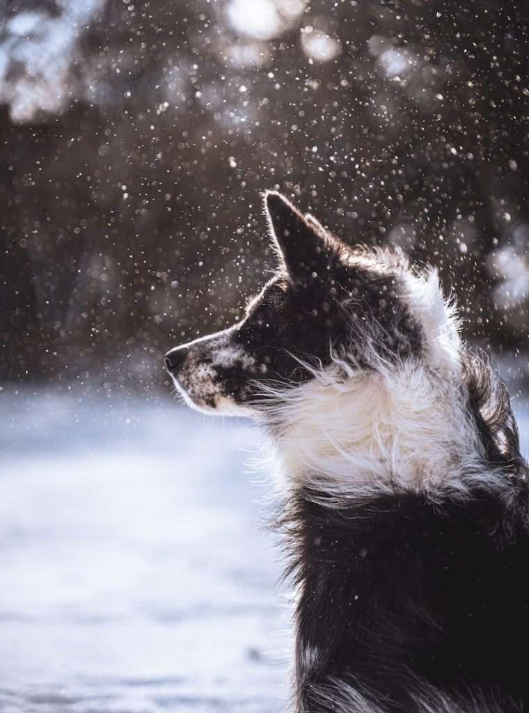 black and white border collie on snow covered ground during daytime