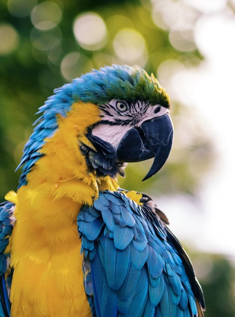 close up of a yellow and blue macaw